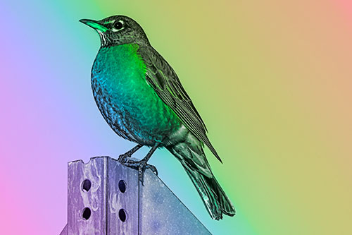 American Robin Perched Atop Metal Sign (Rainbow Tone Photo)