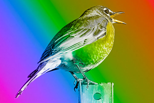American Robin Screaming Towards Sunlight (Rainbow Tone Photo)