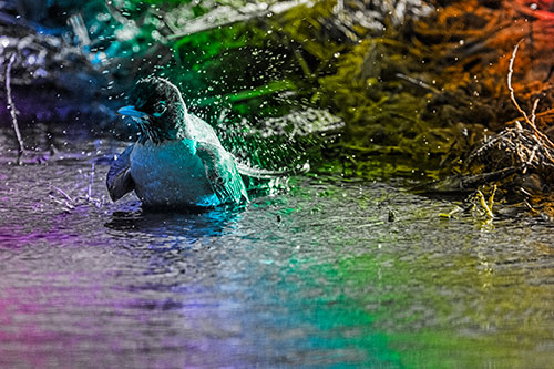 American Robin Splashing River Water (Rainbow Tone Photo)