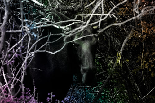 Angry Faced Moose Behind Tree Branches (Rainbow Tone Photo)