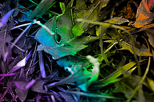 Angry Rotting Triangular Leaf Face (Rainbow Tone)