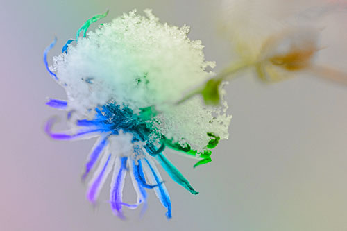Angry Snow Faced Aster Screaming Among Cold (Rainbow Tone Photo)