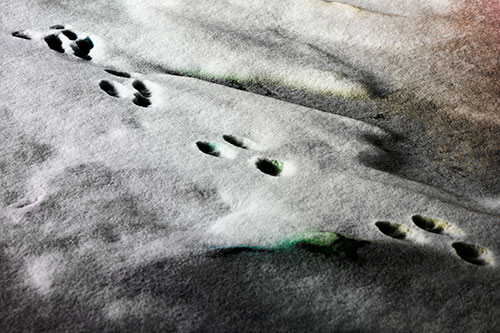 Animal Snow Footprint Trail (Rainbow Tone Photo)