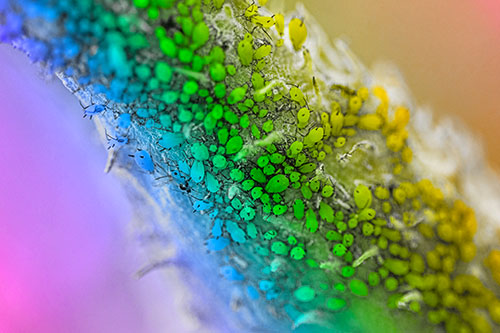 Aphid Colony Gathered Among Milkweed Stem (Rainbow Tone)