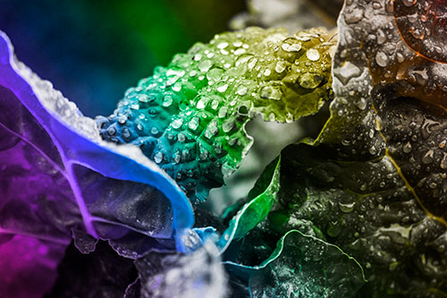 Arching Leaf Water Droplets (Rainbow Tone Photo)