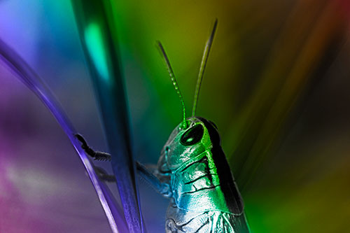 Arm Resting Grasshopper Watches Surroundings (Rainbow Tone Photo)