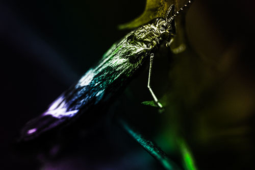 Arm Resting Leaf Blotch Miner Moth (Rainbow Tone Photo)