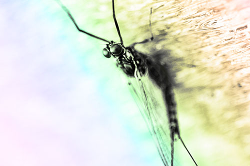 Back Bending Big Eyed Mayfly Resting (Rainbow Tone)