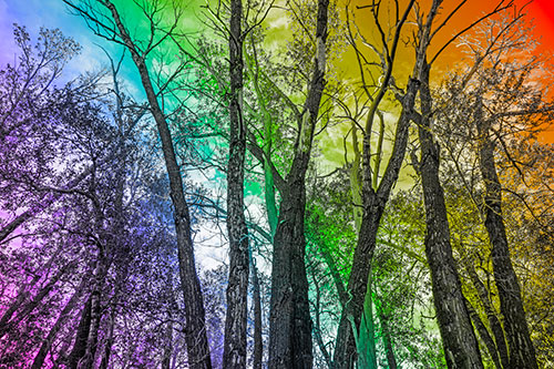Bark Peeling Trees Going Bald Among Sunlight (Rainbow Tone)
