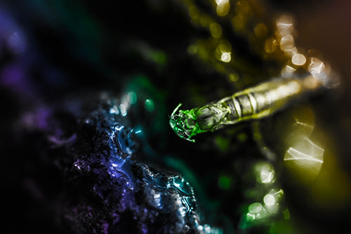 Bent Antenna Larva Slithering Across Soaked Rock (Rainbow Tone Photo)