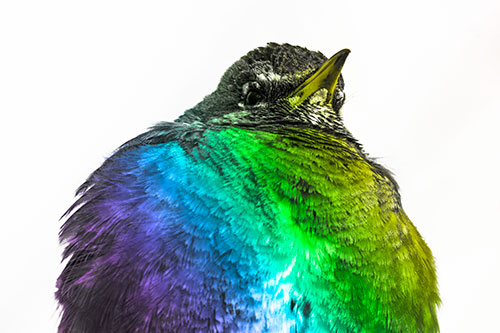 Big Puffy American Robin Enjoys Sunrise (Rainbow Tone)