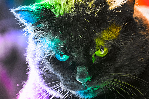 Black Cat Plotting Among Sunlight (Rainbow Tone)