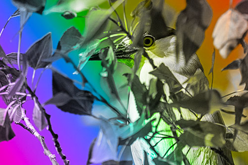 Black Crowned Night Heron Keeping Watch Among Leaves (Rainbow Tone)