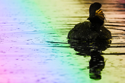 Black Necked Eared Grebe Floating Atop Lake (Rainbow Tone)