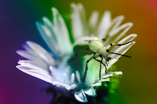 Blister Beetle Guards Gumplant Flower (Rainbow Tone)