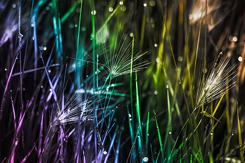 Blurry Water Droplets Clamp Onto Reed Grass (Rainbow Tone Photo)