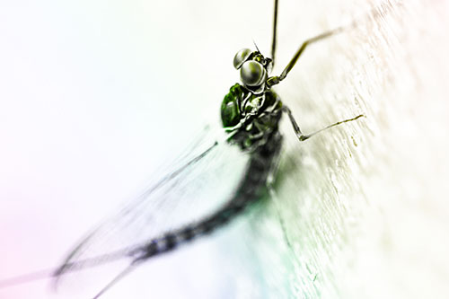 Body Bending Mayfly Resting Vertically (Rainbow Tone Photo)