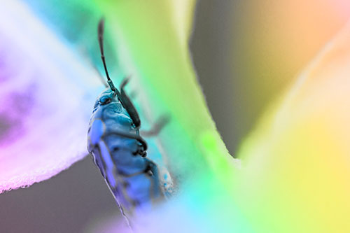 Boxelder Beetle Crawling Up Plant Stem (Rainbow Tone Photo)