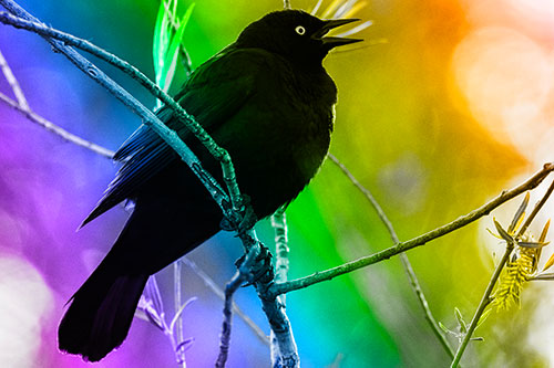 Brewers Blackbird Chirping Atop Sloping Branch (Rainbow Tone Photo)