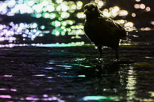 Brewers Blackbird Watches Water Intensely (Rainbow Tone Photo)