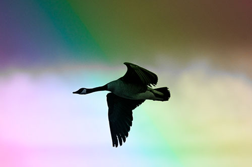 Canadian Goose Flying Among Sunrise (Rainbow Tone Photo)