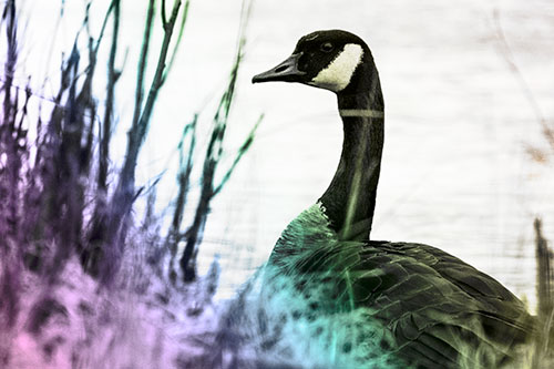 Canadian Goose Hiding Behind Reed Grass (Rainbow Tone Photo)