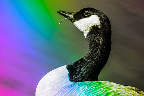 Canadian Goose Munches Single Grass Blade (Rainbow Tone)