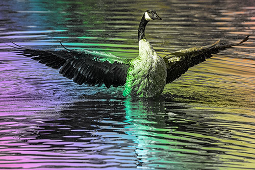 Canadian Goose Spreads Wings Among Lake Top (Rainbow Tone)