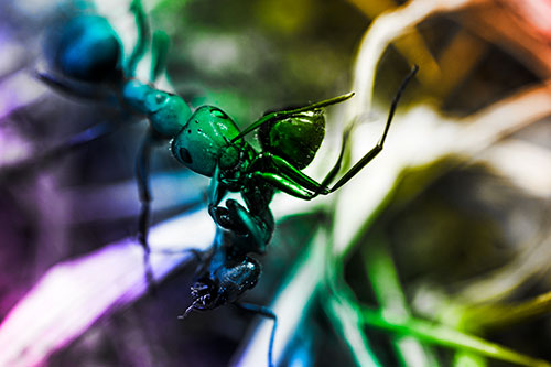 Carpenter Ant Uses Mandible Grips To Haul Dead Corpse (Rainbow Tone Photo)