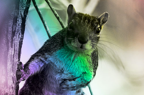 Chest Holding Squirrel Leans Against Tree (Rainbow Tone Photo)