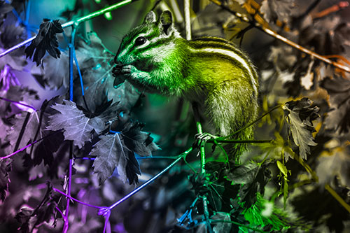 Chipmunk Feasting On Tree Branches (Rainbow Tone)