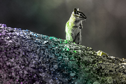 Chipmunk Standing Atop Sloping Fungi Rock (Rainbow Tone Photo)