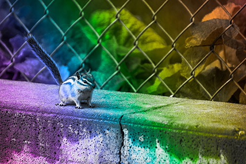 Chipmunk Walking Along Wet Concrete Wall (Rainbow Tone Photo)