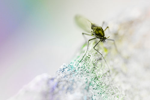 Chironomid Midge Fly Standing Along Rock Edge (Rainbow Tone Photo)