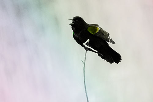 Chirping Red Winged Blackbird Atop Snowy Branch (Rainbow Tone Photo)