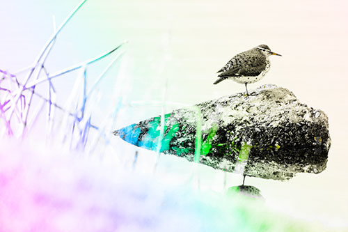 Chubby Dunlin Bird Standing Atop Lake Rock (Rainbow Tone Photo)