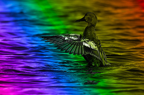 Cinnamon Teal Duck Flaps Wings Among Lake (Rainbow Tone)