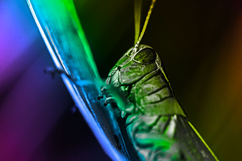 Climbing Grasshopper Crawls Upward (Rainbow Tone Photo)