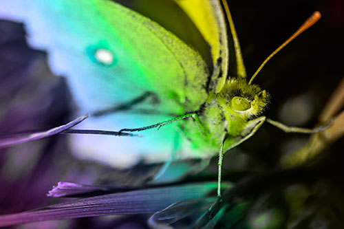 Cloudless Sulphur Butterfly Taking Stance (Rainbow Tone)