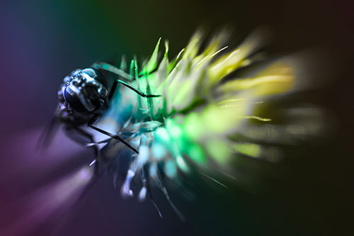 Cluster Fly Rides Plant Top Among Wind (Rainbow Tone Photo)