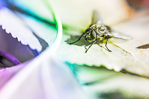 Cluster Fly Standing Atop Stacked Intersecting Leaves (Rainbow Tone)