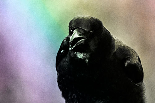 Cold Snow Beak Crow Cawing (Rainbow Tone Photo)