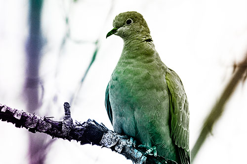 Collared Dove Perched Atop Peeling Tree Branch (Rainbow Tone Photo)