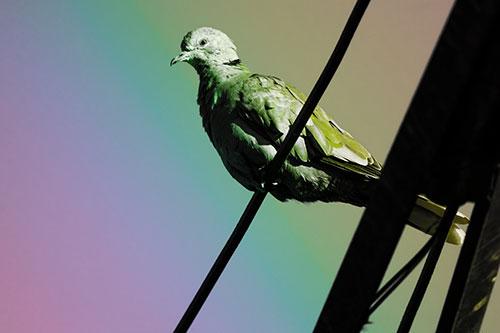 Collared Dove Perched Atop Wire (Rainbow Tone Photo)
