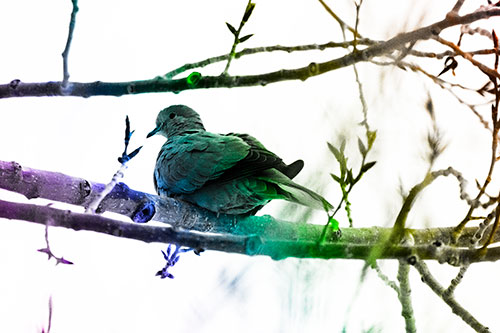 Collared Dove Sitting Atop Tree Branch (Rainbow Tone Photo)