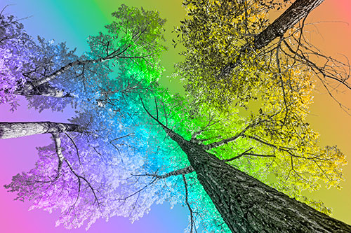 Colorful Towering Autumn Trees Among Clear Sky (Rainbow Tone)
