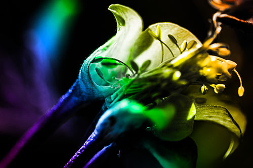 Columbine Flower Face Embracing Sunlight (Rainbow Tone)