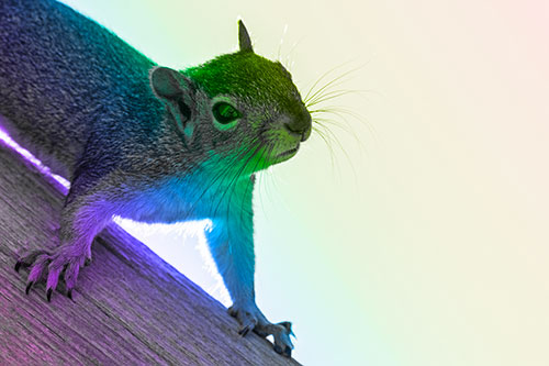Confused Head Tilting Squirrel Standing Along Wooden Pole (Rainbow Tone)