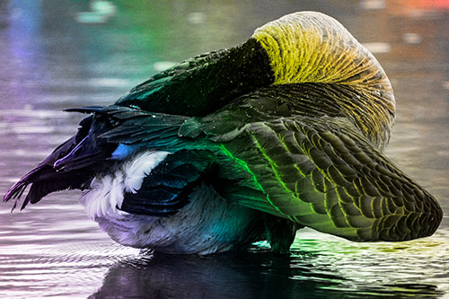 Contorting Canadian Goose Playing Peekaboo (Rainbow Tone Photo)