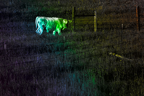 Cow Glances Sideways Beside Barbed Wire Fence (Rainbow Tone Photo)
